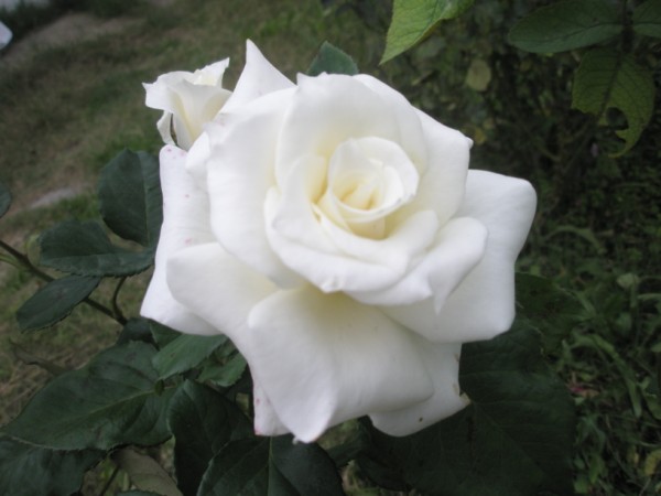 Name:  PA210026 (600 x 450).jpg
Views: 803
Size:  45.7 KB