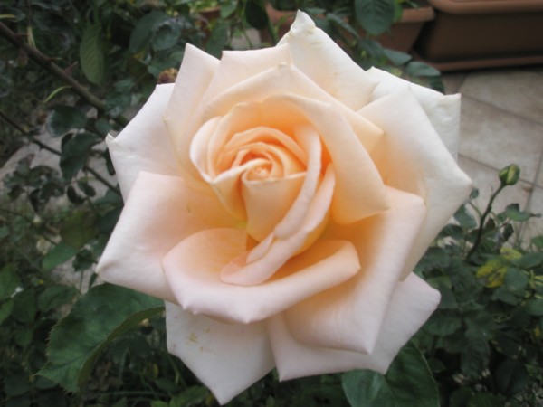 Name:  PA210027 (600 x 450).jpg
Views: 878
Size:  50.9 KB