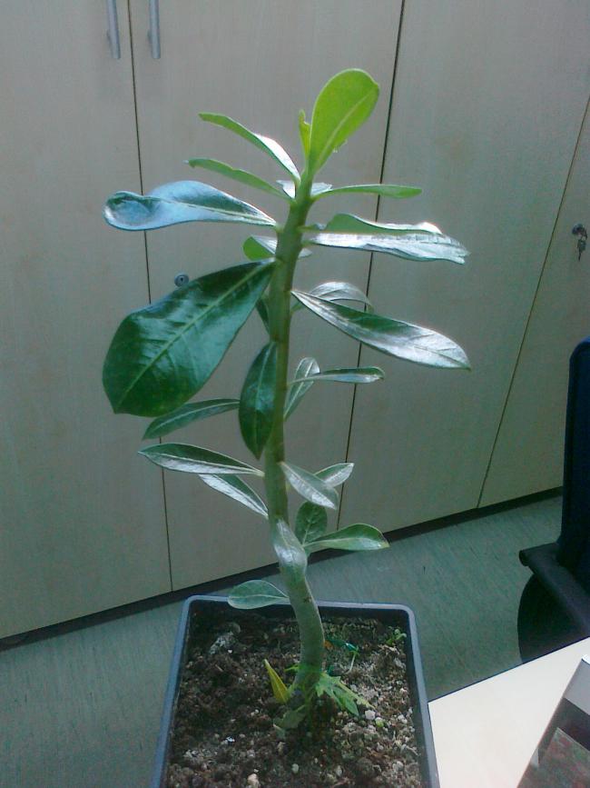 Name:  25102010004.jpg
Views: 817
Size:  59.7 KB