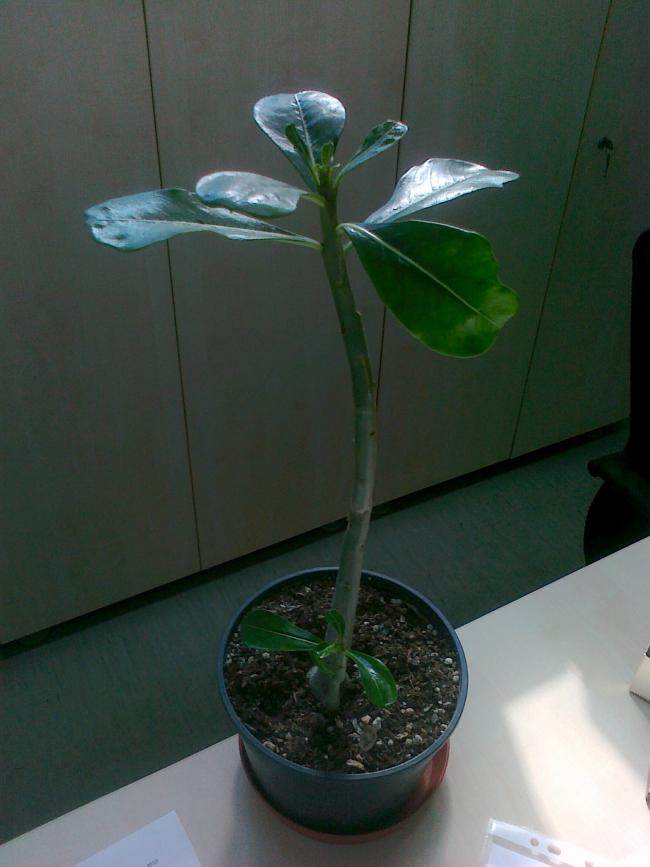 Name:  25102010002.jpg
Views: 789
Size:  47.1 KB