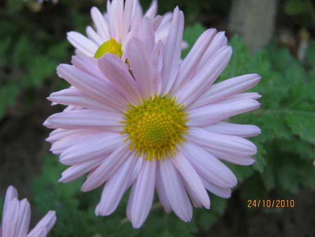 Name:  kasmpat 2.jpg
Views: 1713
Size:  32.5 KB