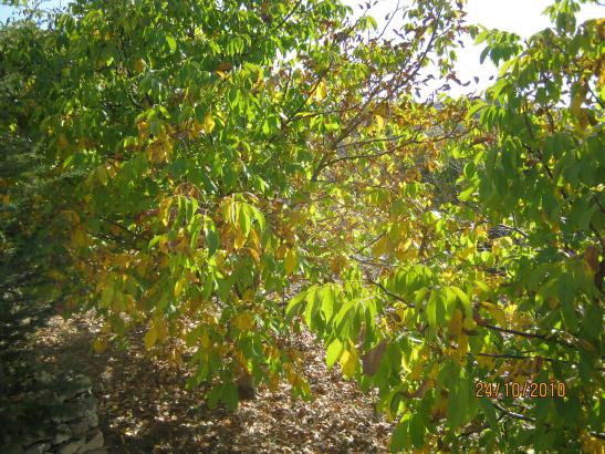 Name:  sonbahar 2.jpg
Views: 1670
Size:  72.5 KB