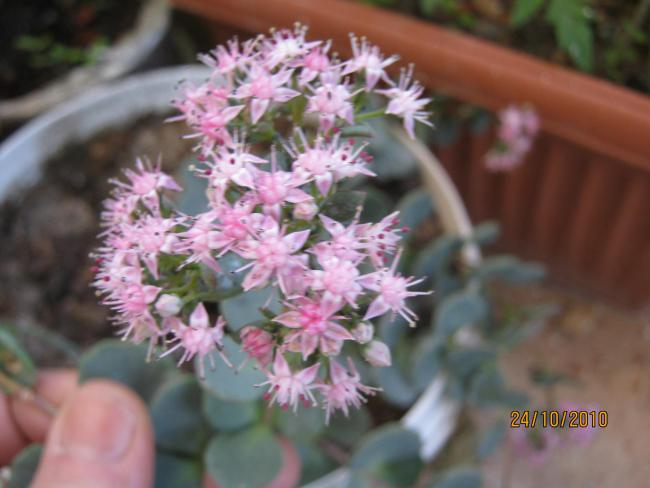 Name:  sedum sieboldi.jpg
Views: 1709
Size:  37.5 KB