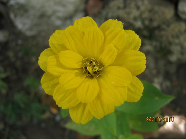 Name:  sar zinnia.jpg
Views: 1672
Size:  26.5 KB