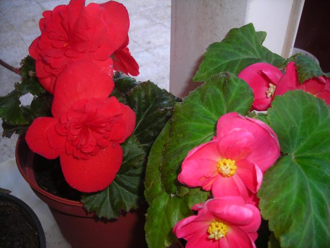 Name:  DSCN3704.jpg
Views: 496
Size:  41.2 KB