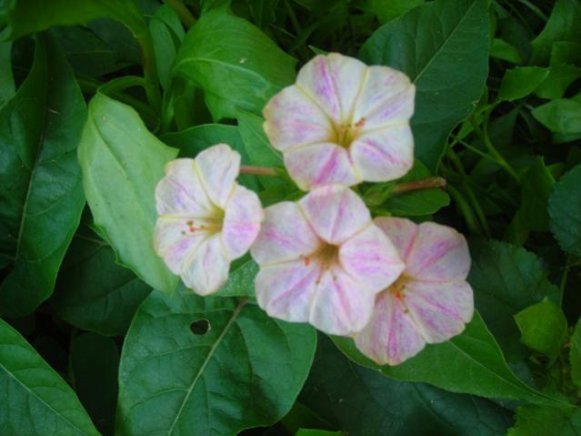 Name:  DSCN3717.jpg
Views: 497
Size:  35.9 KB