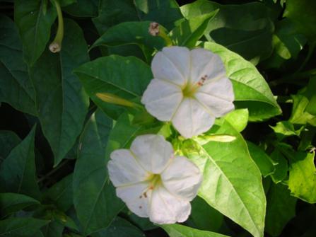 Name:  DSCN3718.jpg
Views: 496
Size:  20.9 KB