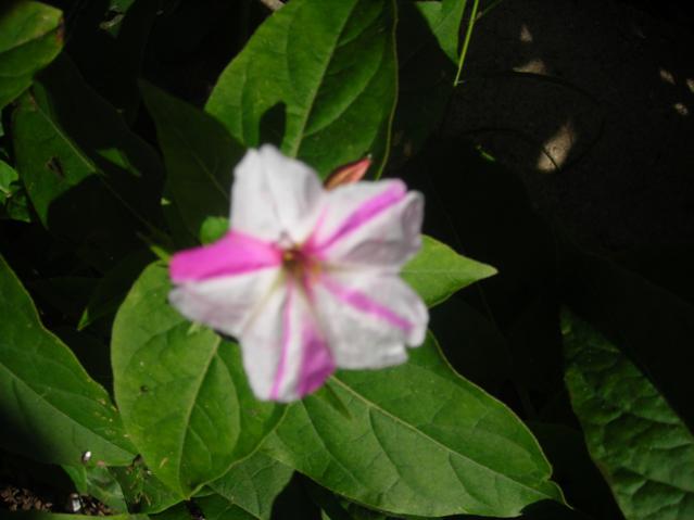 Name:  DSCN3710.jpg
Views: 544
Size:  28.8 KB