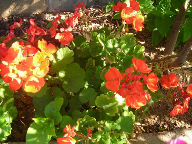 Name:  DSCN3713.jpg
Views: 488
Size:  65.3 KB
