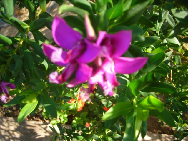 Name:  DSCN3715.jpg
Views: 479
Size:  53.2 KB