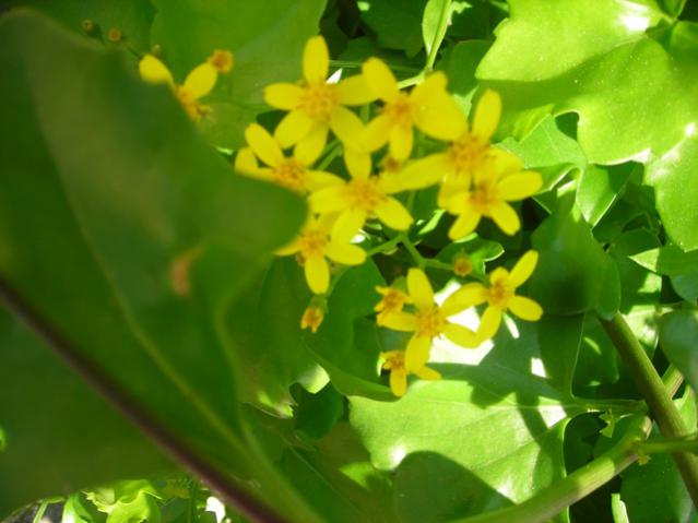 Name:  DSCN3719.jpg
Views: 496
Size:  35.7 KB