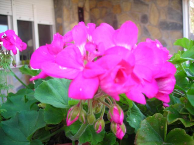 Name:  DSCN3723.jpg
Views: 482
Size:  39.0 KB