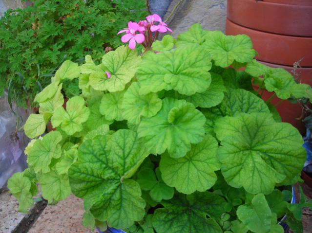 Name:  DSCN3734.jpg
Views: 473
Size:  51.7 KB