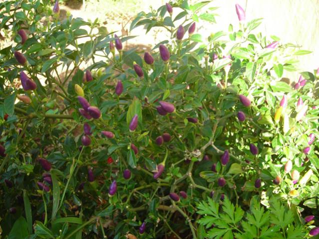 Name:  DSCN3730.jpg
Views: 488
Size:  69.0 KB