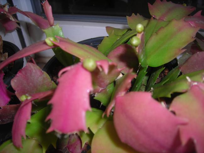 Name:  DSCN3738.jpg
Views: 524
Size:  34.2 KB