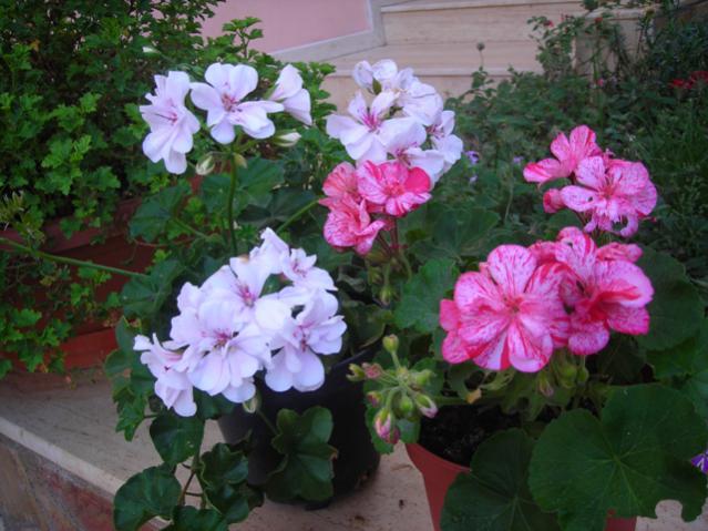 Name:  DSCN3754.jpg
Views: 536
Size:  51.9 KB