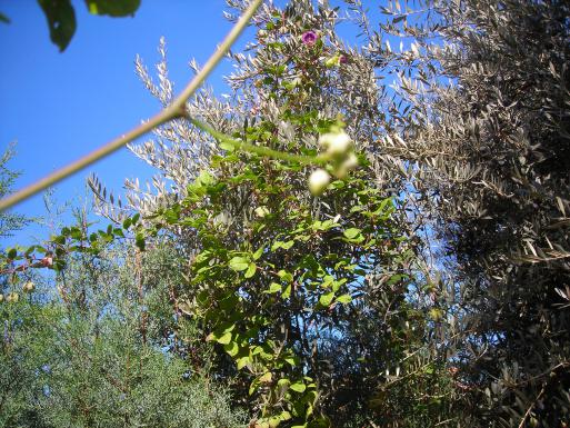 Name:  DSCN3755.jpg
Views: 468
Size:  71.1 KB