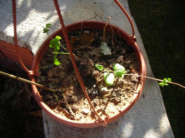 Name:  DSCN3756.jpg
Views: 430
Size:  52.6 KB