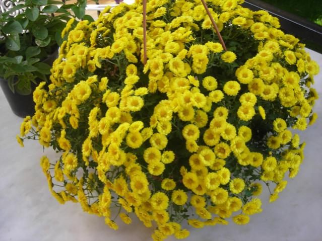 Name:  DSCN3760.jpg
Views: 452
Size:  62.6 KB