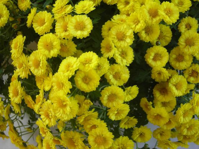 Name:  DSCN3761.jpg
Views: 465
Size:  59.7 KB
