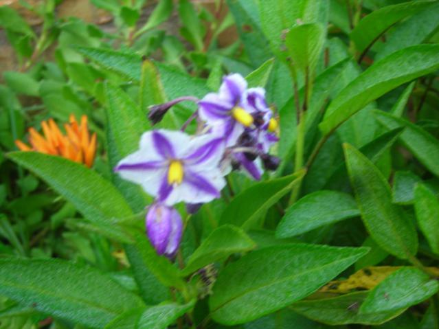 Name:  DSCN3767.jpg
Views: 445
Size:  41.1 KB