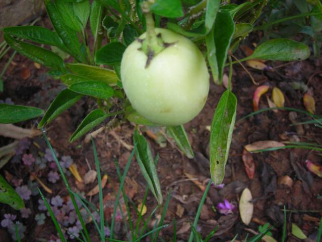 Name:  DSCN3768.jpg
Views: 438
Size:  45.4 KB