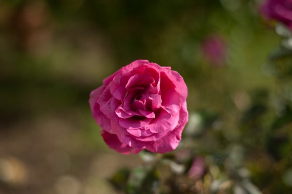 Name:  _DSC4189 (600 x 399).jpg
Views: 723
Size:  30.7 KB