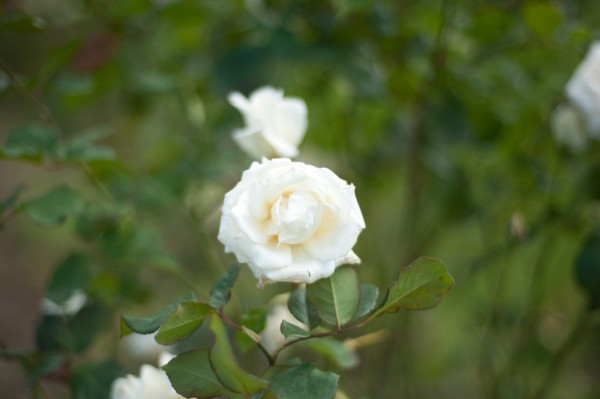 Name:  _DSC4195 (600 x 399).jpg
Views: 651
Size:  33.9 KB