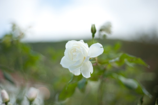 Name:  _DSC4198 (600 x 399).jpg
Views: 652
Size:  25.9 KB