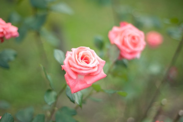 Name:  _DSC4221 (600 x 399).jpg
Views: 650
Size:  30.5 KB