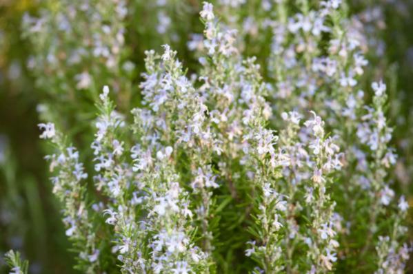 Name:  _DSC4538 (600 x 399).jpg
Views: 733
Size:  44.3 KB