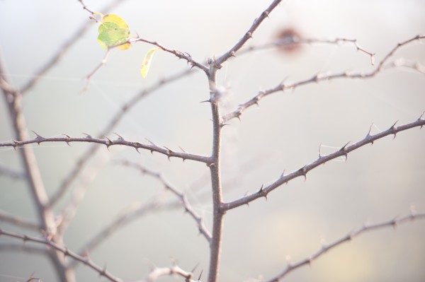 Name:  _DSC4462 (600 x 399).jpg
Views: 704
Size:  29.8 KB
