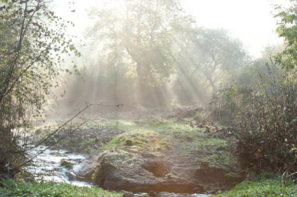 Name:  _DSC4487 (600 x 399).jpg
Views: 844
Size:  42.5 KB