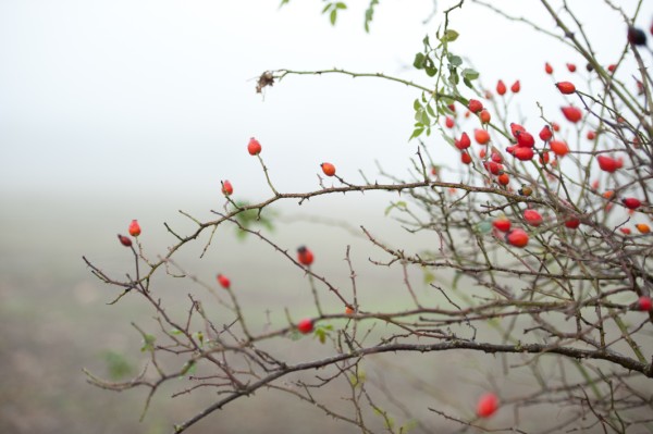 Name:  _DSC4449 (600 x 399).jpg
Views: 804
Size:  55.1 KB