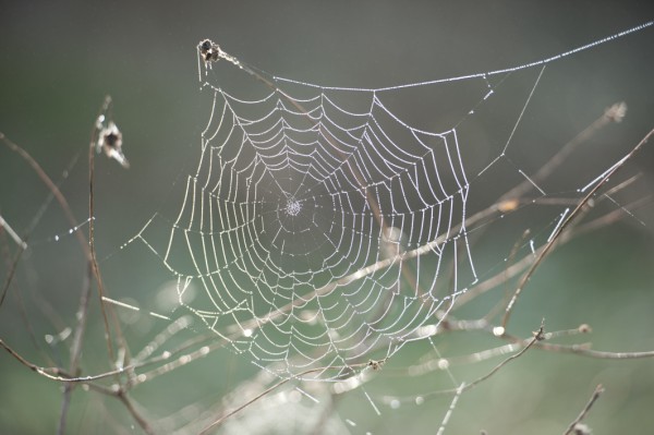 Name:  _DSC4504 (600 x 399).jpg
Views: 845
Size:  51.3 KB