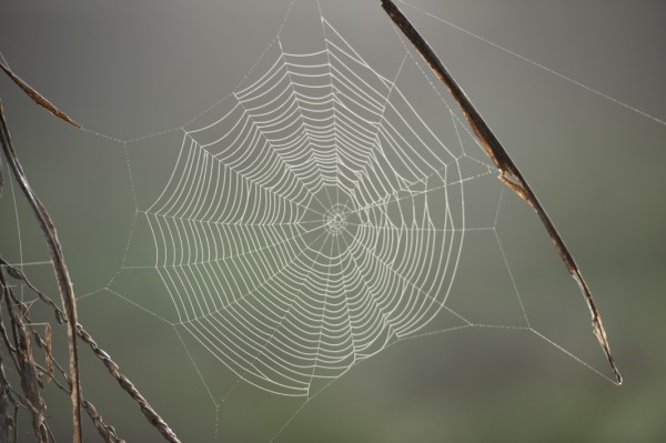 Name:  _DSC4518 (600 x 399).jpg
Views: 833
Size:  46.0 KB