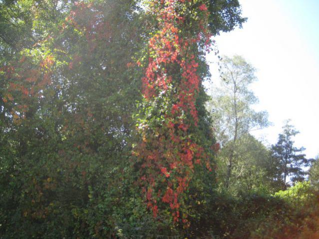 Name:  IMG_1292.jpg
Views: 829
Size:  59.3 KB