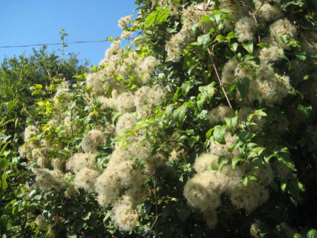 Name:  IMG_1307.jpg
Views: 834
Size:  68.1 KB