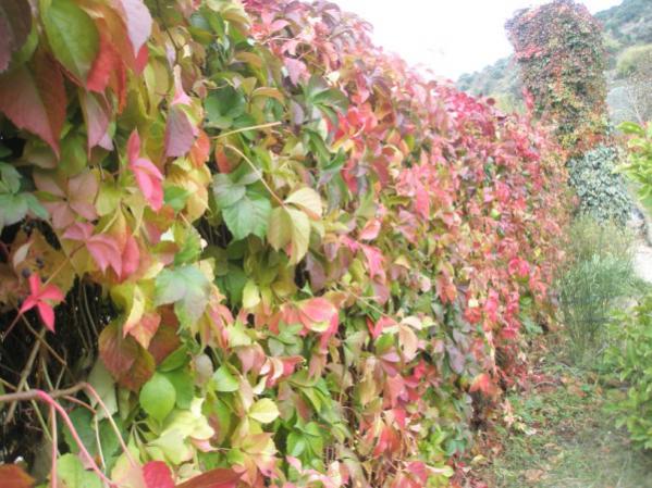 Name:  PB020053 (600 x 450).jpg
Views: 1010
Size:  59.8 KB