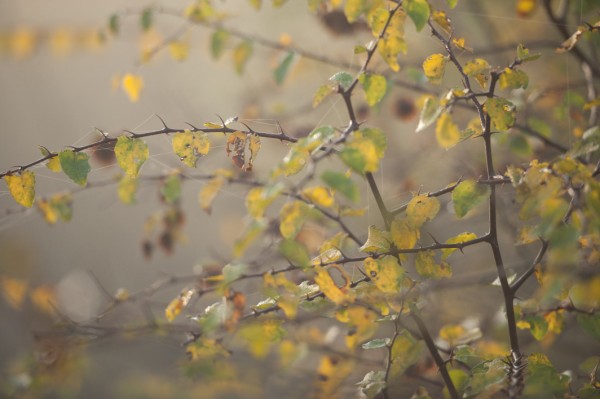 Name:  _DSC4465 (600 x 399).jpg
Views: 1016
Size:  48.8 KB