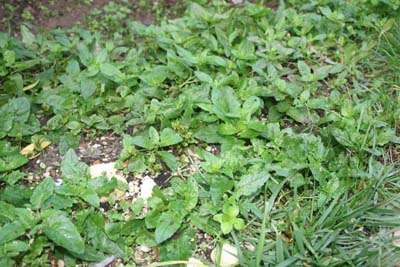 Name:  IMG_7431.JPG
Views: 1575
Size:  63.4 KB
