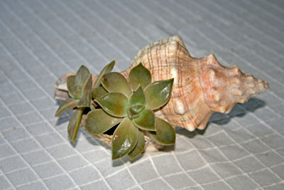 Name:  IMG_7420.JPG
Views: 2410
Size:  44.9 KB