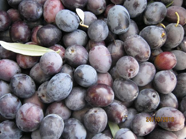 Name:  zeytin.jpg
Views: 1365
Size:  59.3 KB