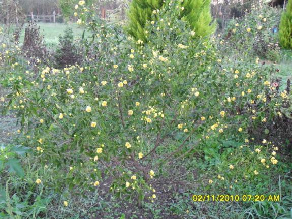 Name:  SDC15866.jpg
Views: 585
Size:  71.7 KB