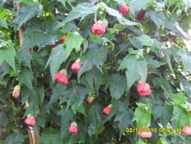 Name:  SDC15874.jpg
Views: 890
Size:  60.4 KB