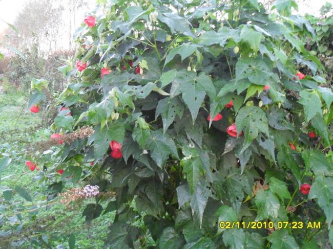Name:  SDC15873.jpg
Views: 600
Size:  70.0 KB
