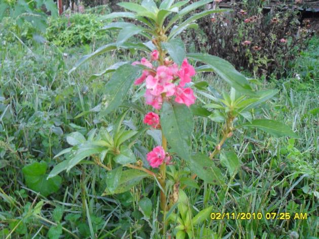Name:  SDC15881.jpg
Views: 695
Size:  70.9 KB
