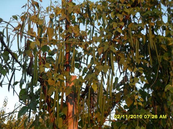 Name:  SDC15885.jpg
Views: 579
Size:  74.5 KB