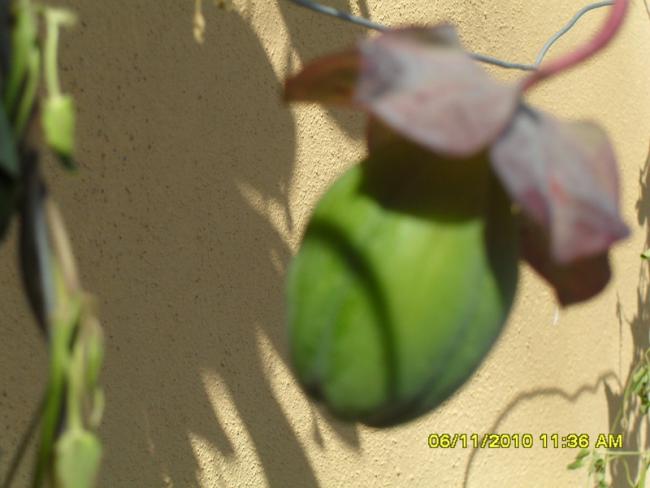 Name:  SDC15908.jpg
Views: 574
Size:  34.0 KB