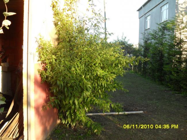 Name:  SDC15920.jpg
Views: 663
Size:  63.2 KB
